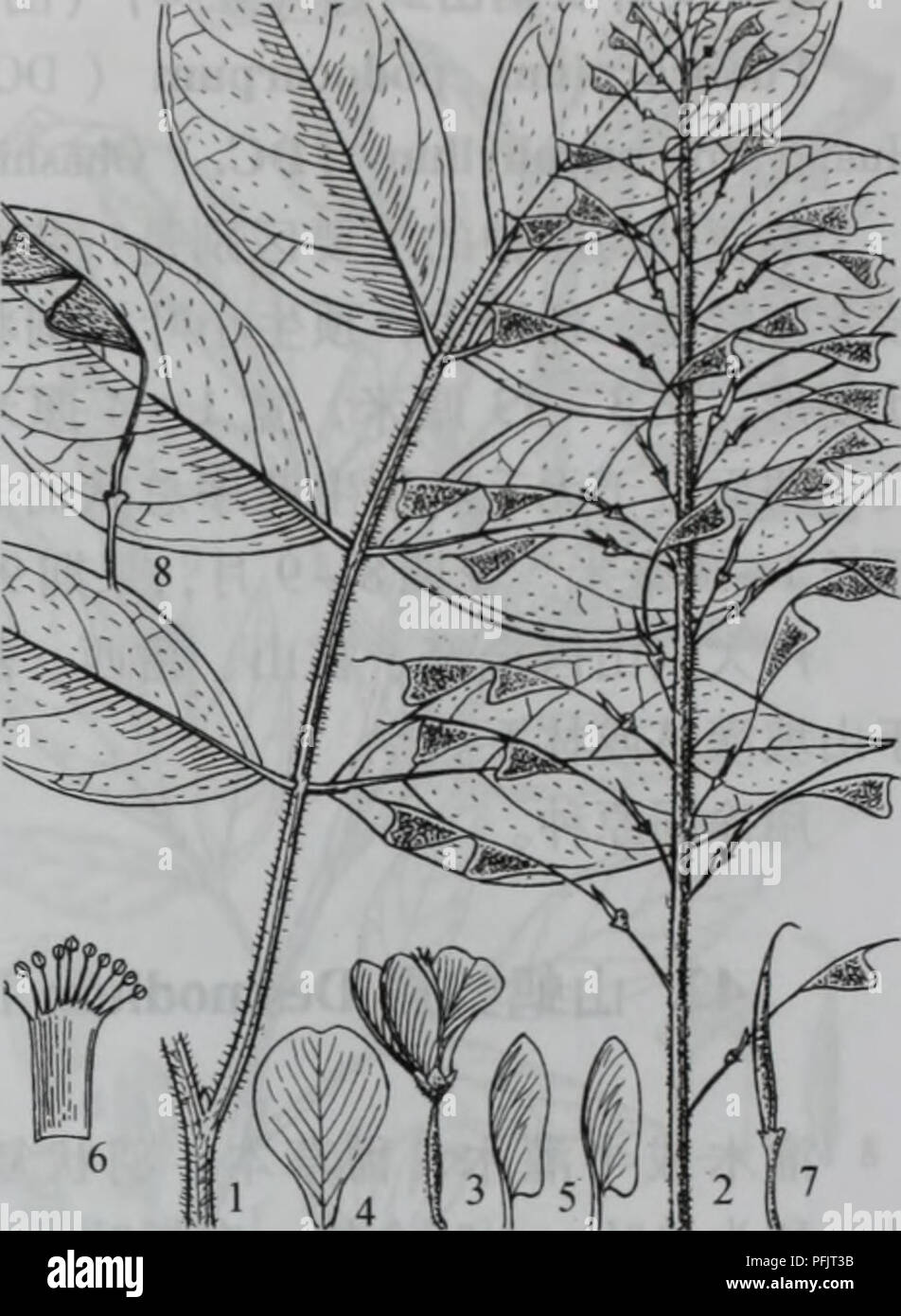 Da Bie Shan Zhi Wu Zhi Botany A e C Aeleguminosae 623 Aº A A A Aºea E ªae Ae C A Ac Aº800c A A A E e E Aec A Aea Aeca A A A Ae ªe C I A C E Ae e E C A Ae C E A A Aei Ae C Aeca Ae Ae C Eª Aeae A 2 E Aea A Ei A 4 Podocarpium