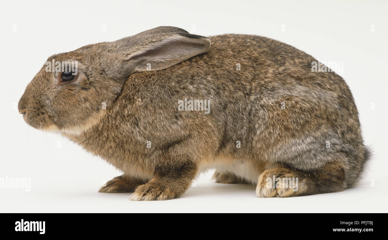 Oryctolagus cuniculus white wild hi-res stock photography and images ...