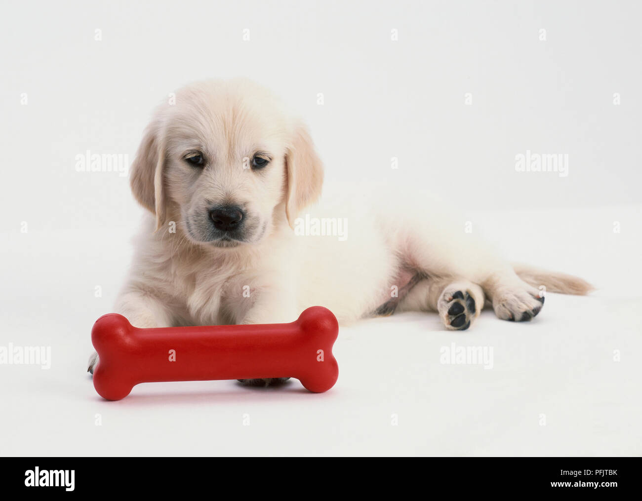 Retriever puppy lying in front of red toy bone, front view Stock Photo