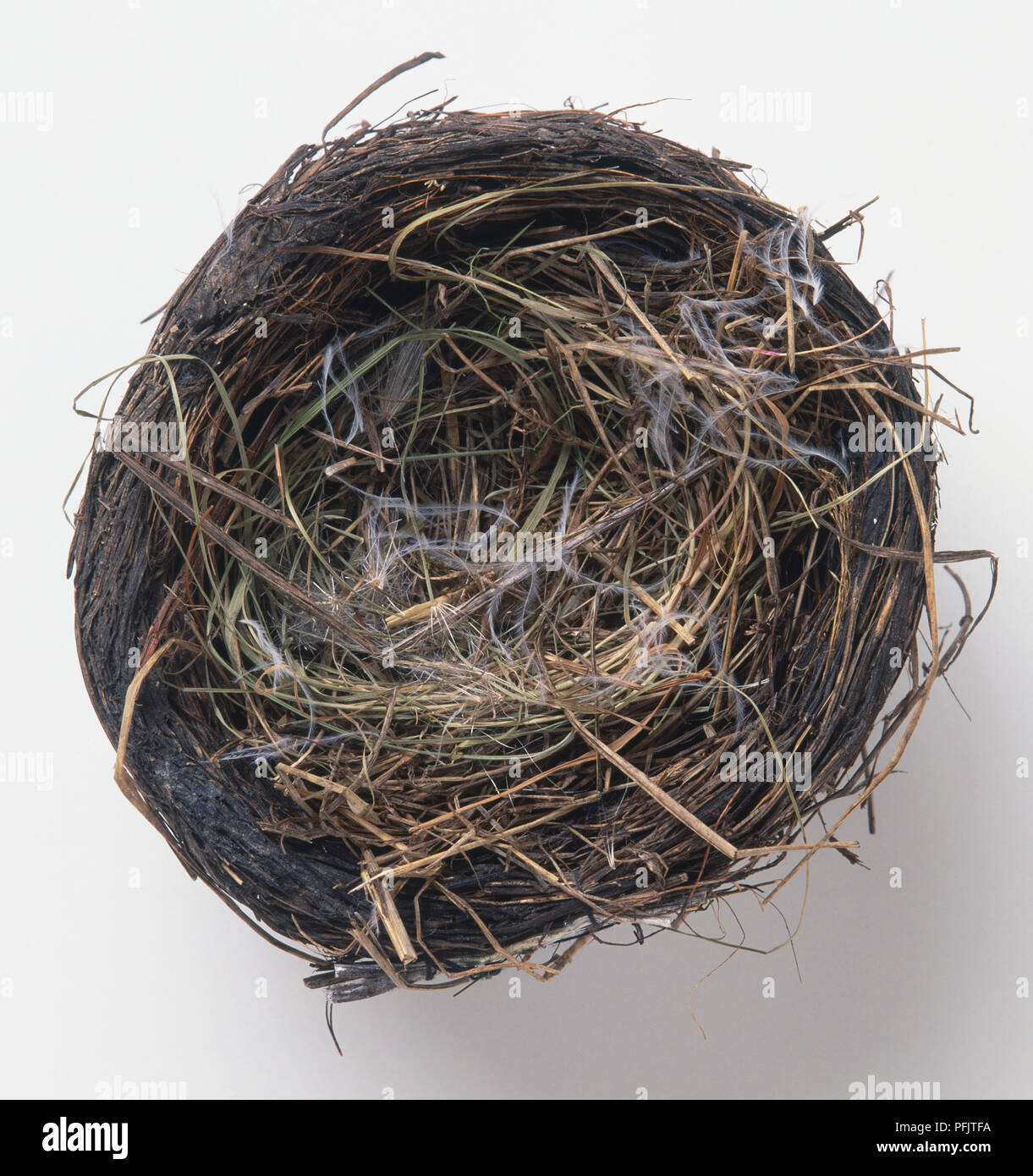 An empty birds nest Stock Photo Alamy