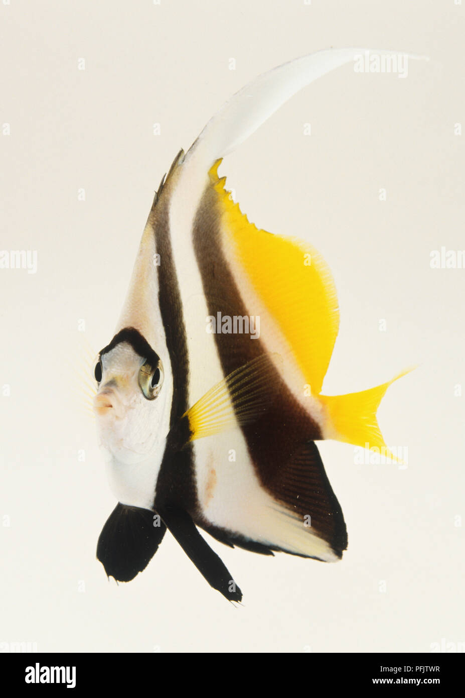 Pennant Coralfish or Coachman (Heniochus acuminatus), side view Stock