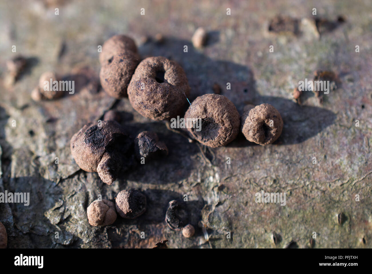 fungi growing on a fallen tree trunk Stock Photo - Alamy