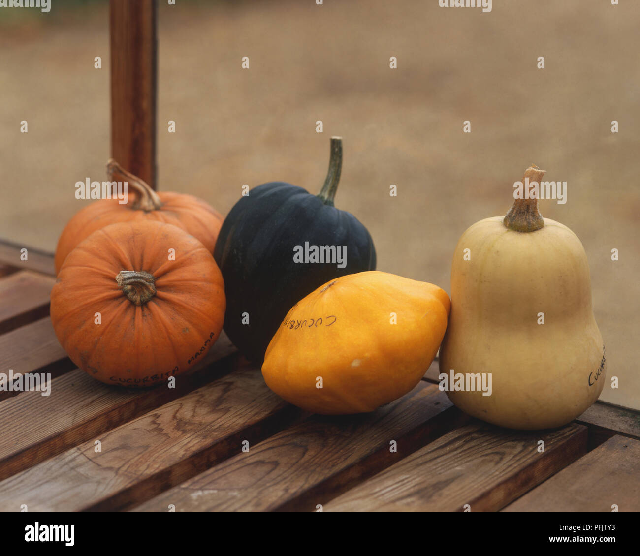 Cucurbita, selection of Pumpkins Stock Photo