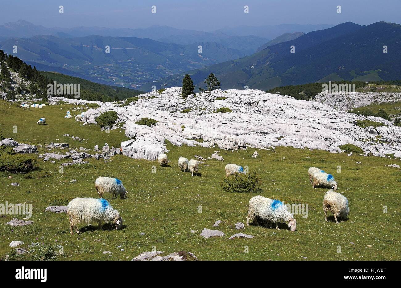 France, Bearn, Col de la Pierre-Saint-Martin, sheep grazing on high-altitude limestone pasture in mountainous region Stock Photo