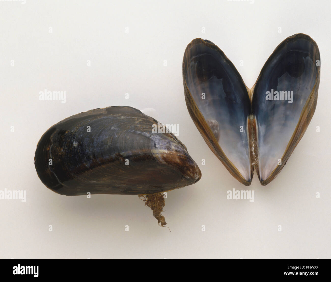 Open and closed Mussels, close up Stock Photo Alamy