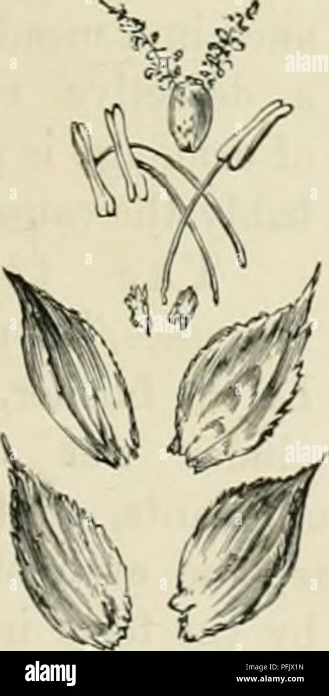 . Dairy farming : being the theory, practice, and methods of dairying. Dairy farms; Dairy plants; Milk plants. Fig. 63.âLiGULE OK Millet, /. are three to five little Jlorets alternately arrau-'-ed on opijosite sides of the axis of the spikelet. Let one of these florets be taken from about the middle and dissected just as the spikelet has been. The outermost and Lowest scaly leaf which ap- pears to en- velop the inner parts is called the fioicerhig ^///'///p;opposite to this, but at a little higher level, is an- other scalylcaf calledthey;r^/&lt;V notice that the edg-es of the flowering i;lume  Stock Photo