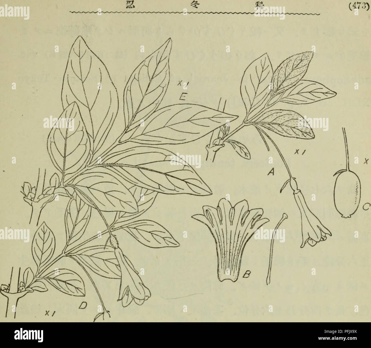 . Dai Nihon jumokushi. Trees; Shrubs. ç¬¬äºç¾åTå «åA.ãã¾ããã²ããã'ãB.ããã²ãããããè± ãéã-è±æ±ãååºã¹C.ããã²ãããC ãæèµ D.ããã²ããããE.ããã®ããã²ãããã æ¬å³¶ãç¹ç¢ããªã ä¸ç¨®èè£ã¥ã¢æ¯ãã-ã¢ãã¢ã¸ãããã²ããããï¼ç¬¬äºç¾ååå «åD) var. glabra, Miquel1.c.ãäºã&quot;æ¸¡å³¶ã§ãªç¿å §ã¥äºãªåå¸ã¹. åä¸ç¨±è±ãæ·¡é»ç½è²ãã¢ãã¡ãªãããã¯ãªããã²ããããvar. albiflora, Maximowicz m Melanges Biologiqiie X. p. 76 (1877).. Please note that these images are extracted from scanned page images that may have been digitally enhanced for readability - coloration and appearance of these illustrations may not perfectly resemble the original work.. Nakai, Ta Stock Photo