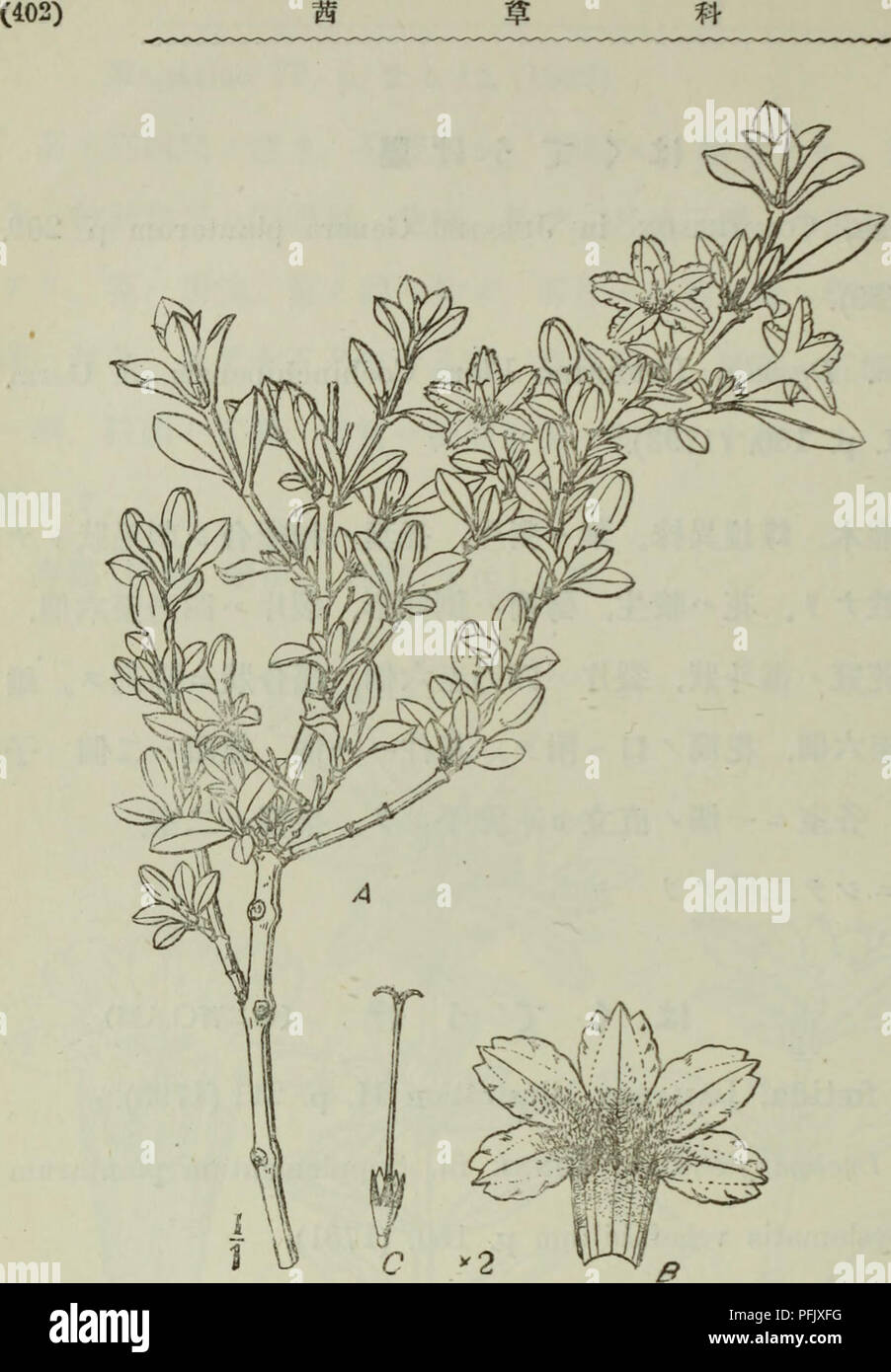 . Dai Nihon jumokushi. Trees; Shrubs. ç¬¬äºç¾ãå «åA.è±ãéã¯^æï¼æ ½å¹åã§ï¼ç«ã¯ï¼ B. è±ãéã-ãå §é¨ãç¤ºã¹ C. è¼ãéèï¼Bï¼ Cããåå¤§ï¼ botanicam II. p.12.(1811). Serissa mpomca, Dippel Handbuch der jjaubholzknnae I.. p. 168. (1889).. Please note that these images are extracted from scanned page images that may have been digitally enhanced for readability - coloration and appearance of these illustrations may not perfectly resemble the original work.. Nakai, Takenoshin, 1882-; Koizumi, GenÊ¼ichi. ToÌkyoÌ : SeibidoÌ Shoten Stock Photo