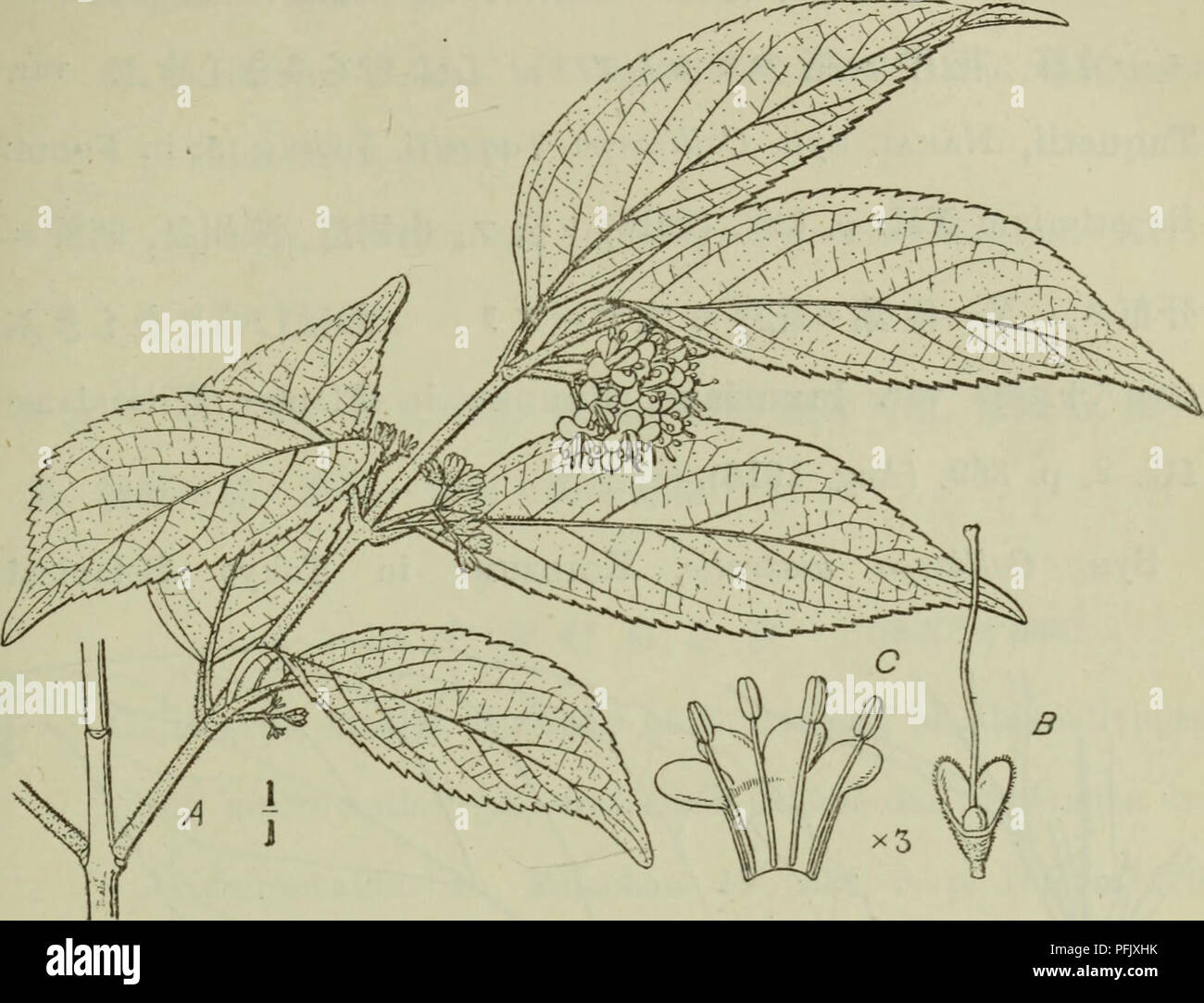 Dai Nihon Jumokushi Trees Shrubs Fa C E E C I 335 Sa Gt S Gt Gt Quot Sa Quot Gt W Quot Quot Quot S Quot A aa Quot Quot A Quot A A Quot Quot Quot Quot Quot A Quot Gt Quot Quot Quot