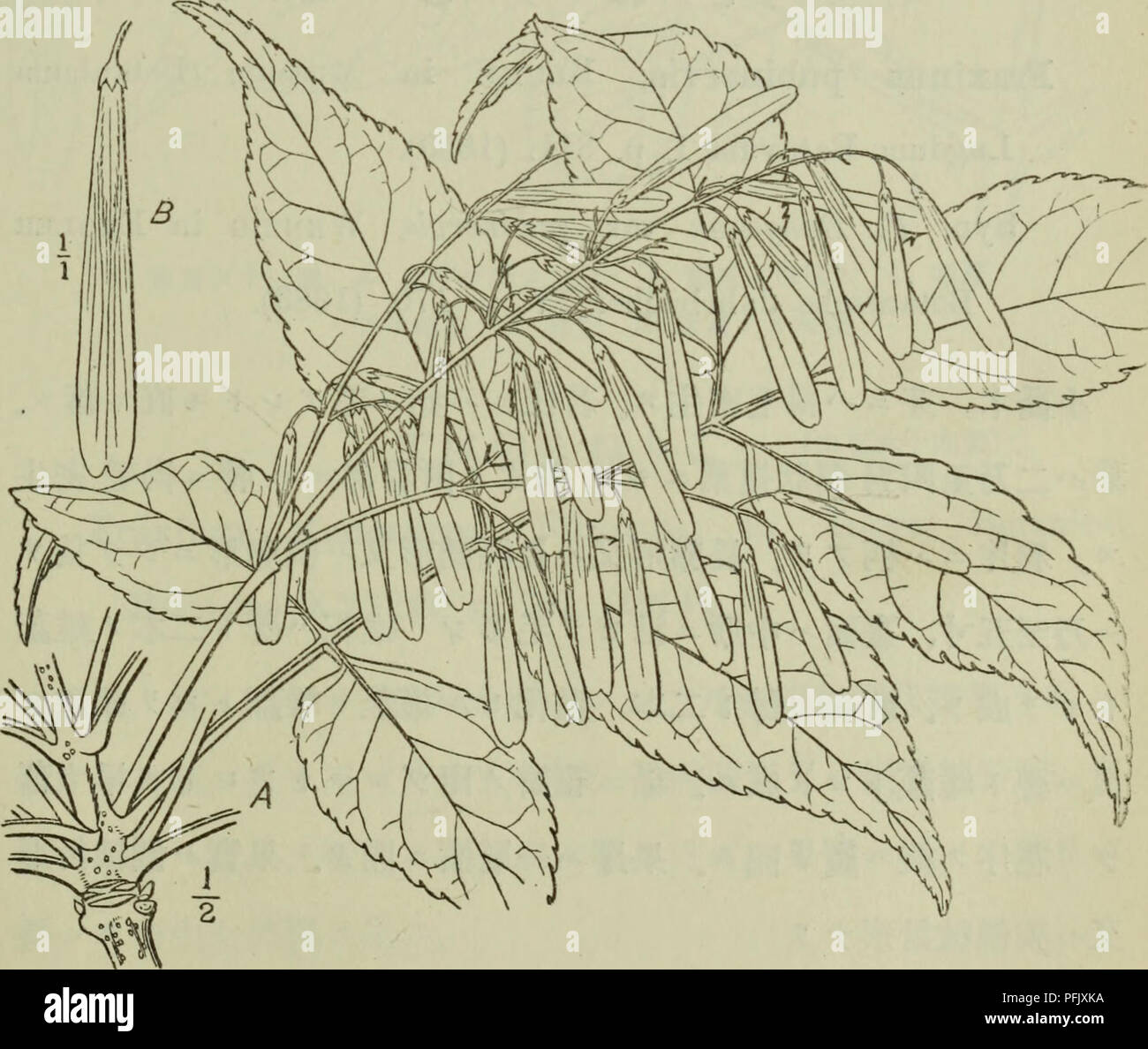 . Dai Nihon jumokushi. Trees; Shrubs. ^ m ç§ (29J) ã¾ãã¯'ããã ãV'ã'subintegra, Koidzumi in Tokyo Botauical Magazine XXVIII. p. 286. (19U)ãäºããæ¬å³¶ãååãä¹å·ã-å° é¦¬ãæ¿å·å³¶ãæé®®åé¨-å»£ã¯åå¸ã¹. ãªãã¿ã®ã¨ã-hãããç¾å -åäº[SO Fraxinus intermedia, ^akai sp. nov. æ¬ç¨®ãããã'ãããã°ã®ã¨ã-ãã-ä¼¼ã¿ãã¬M ãã³ã¯ãåç¨ã§ ãªãç¾½çãæãé·ã-äºãæå¯¦ãç´°é·ã-äºã-ä¾ãªEå¥ã³ãå¾-ã¶ã. ã¯ã¶ç¾å -åäºå[^åºãéã¯ã«æB.ç¿ æãèªç¶å¤§. Please note that these images are extracted from scanned page images that may have been digitally enhanced for readability - coloration and appearance of these illustrations may not perfectly resemble the orig Stock Photo