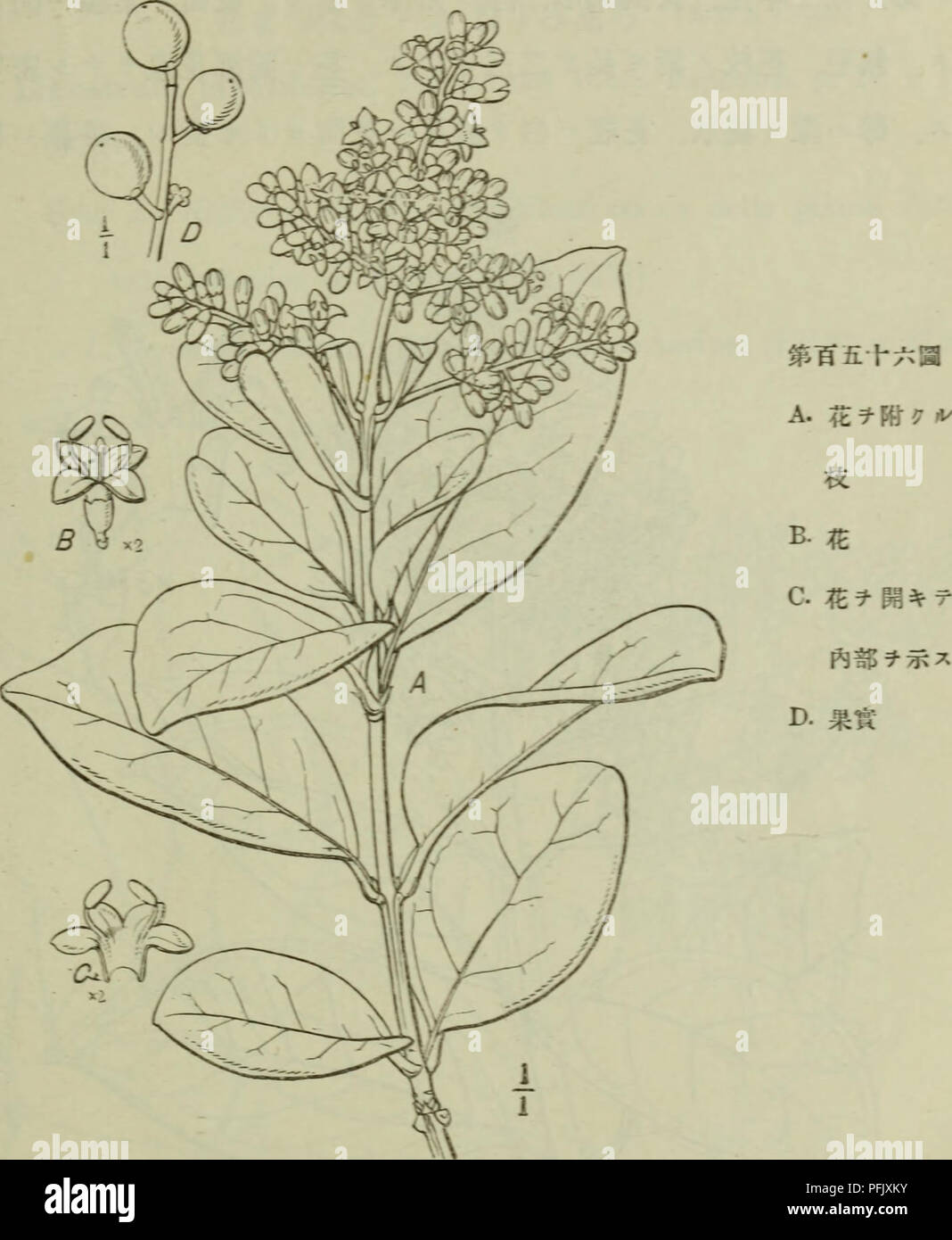 . Dai Nihon jumokushi. Trees; Shrubs. ?? ? ?283) ?mperialis Cniversitatis Tokvoansis. ???.????????. ??C?????????????? Lieustrum pacificuin, ^akat in Tokyo Eotanieril Maerazine. Please note that these images are extracted from scanned page images that may have been digitally enhanced for readability - coloration and appearance of these illustrations may not perfectly resemble the original work.. Nakai, Takenoshin, 1882-; Koizumi, Gen?ichi. To?kyo? : Seibido? Shoten Stock Photo