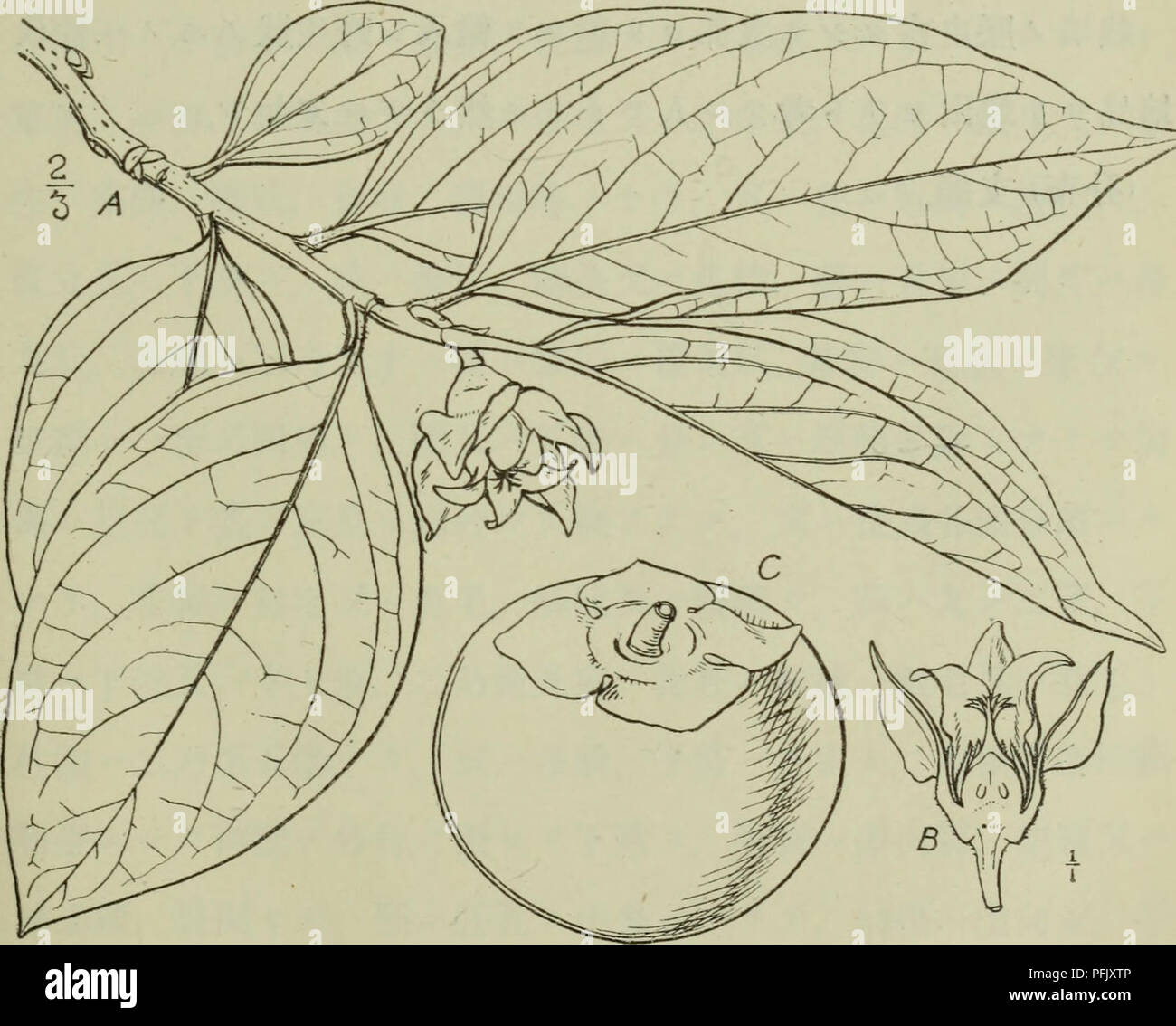 Dai Nihon Jumokushi Trees Shrubs C C Aºaa Eºa Ee Aea A Aeree C Ae E C Aea M Ae C I 225 Syn D Cjiinensis Blume In Catalogues Horti Buitenzorg 13 P 110 D Roxhurghri Cakeiek In Pie V Hoitic 1872 P 2d