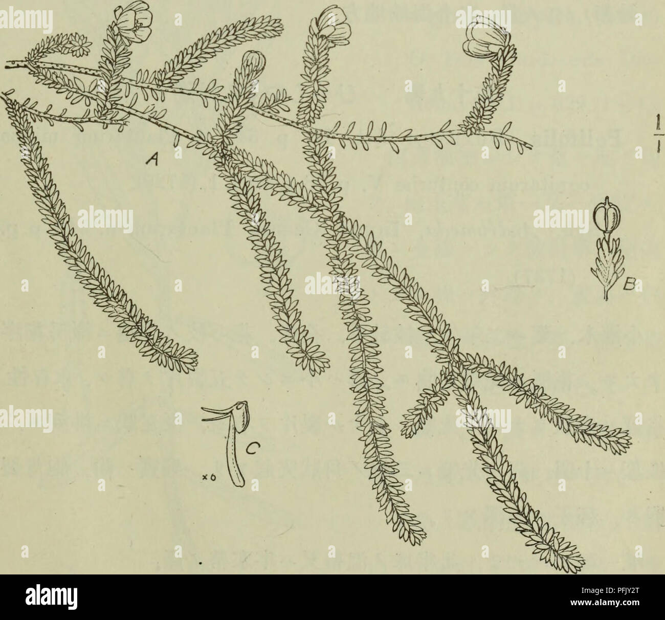 . Dai Nihon jumokushi. Trees; Shrubs. èº ï¼?3 ç§ ï¼153) of  asliiiisrtoD Academy of fecience III. p. 570.(1001 Syn. Andromeda Stellermna, PallAs Flora RossicaII. p. 58. t. 74. f. 2.(1788). Bryantlms Stelleri, D. Don in Edinburgh New Philosophical Journal XVII. p. 160. (1834). Casslope Stelleriana, De Candolle Prodromus system,é£tis naturalis regni vegetabilis VII. p. 611. (1838). èãç´°ã¯ééçãã·ãåå²å¤ã¯åæ¹-æ´ã¬ãªrå°ä¸ã²åããè. ç¬¬å «åå «åA.è±ãéã¯ï¼ã¬æB. è³ãéã¯.;ã¬æC.éè´. Please note that these images are extracted from scanned page images that may have been digitally enhanced for readability -  Stock Photo