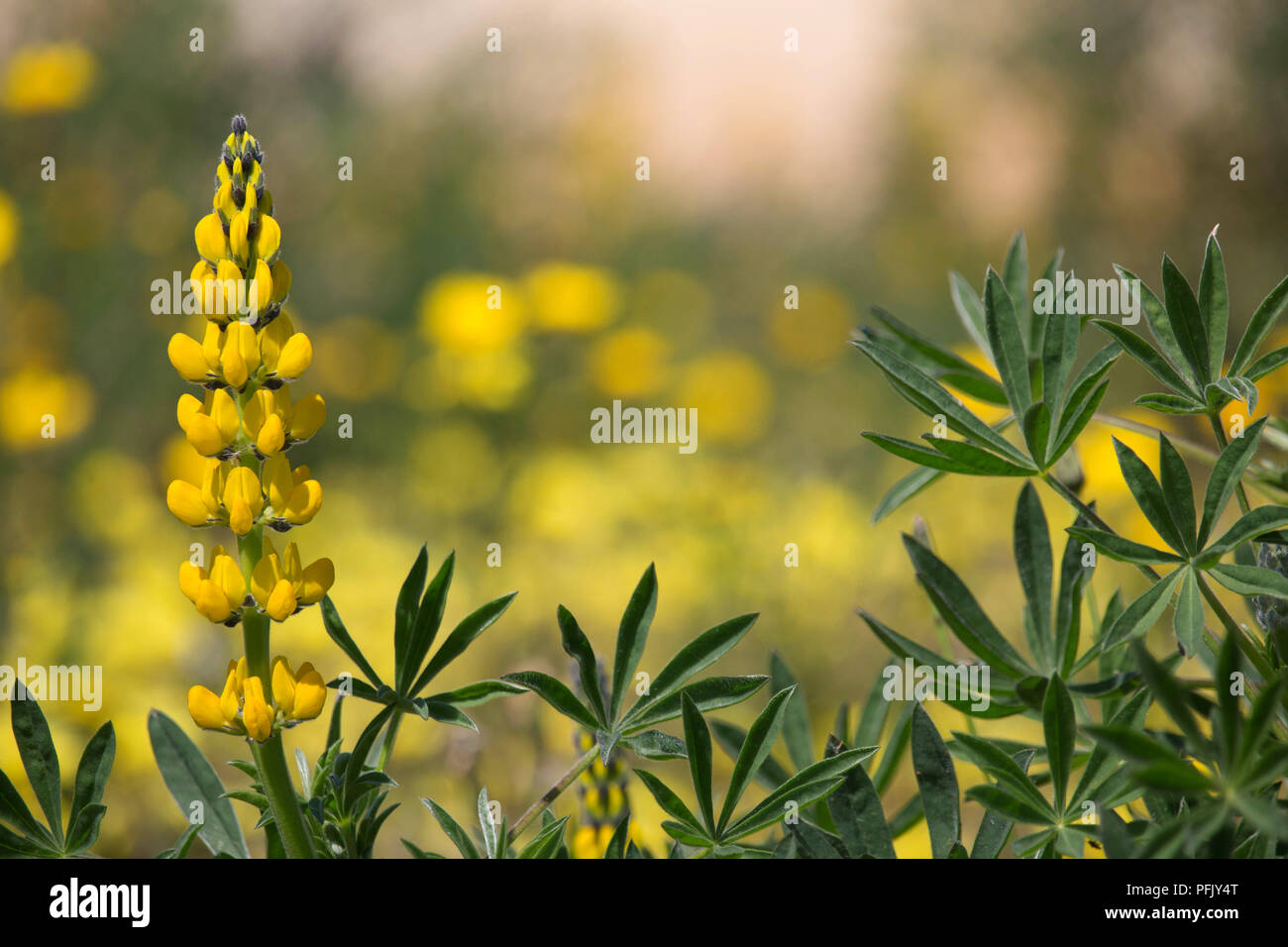 Beautiful lupine plant with blooming yellow flowers in natural background Stock Photo