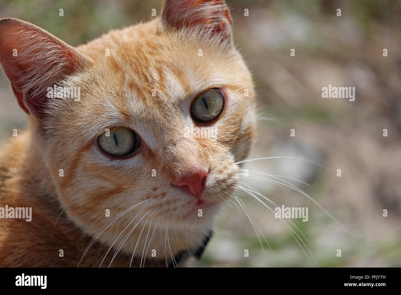 Closeup of orange tabby looking at camera Stock Photo