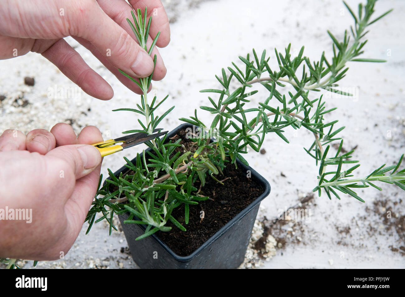 Hands clipping cutting off from rosemary plant, close-up Stock Photo