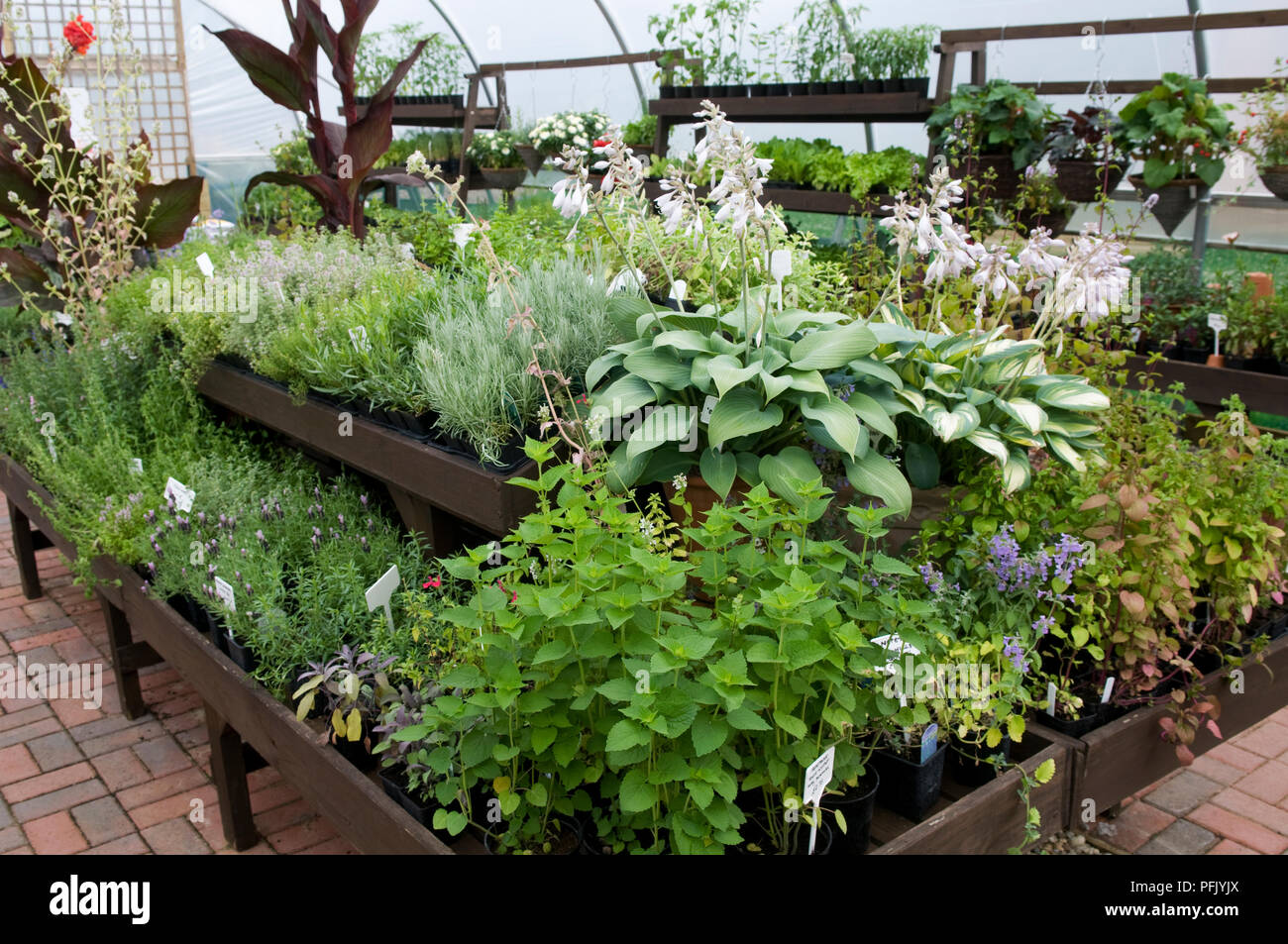 Large selection of herbs at garden centre Stock Photo