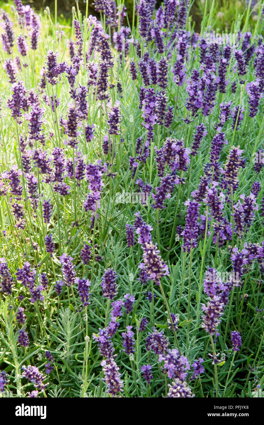 Lavandula angustifolia 'Hidcote' (Lavender) in bloom Stock Photo