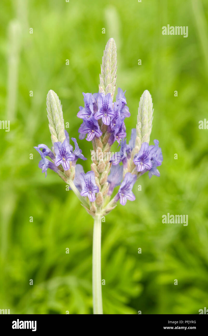 Lavandula Pinnata Fernleaf Lavender Flower Head Close Up Stock Photo Alamy