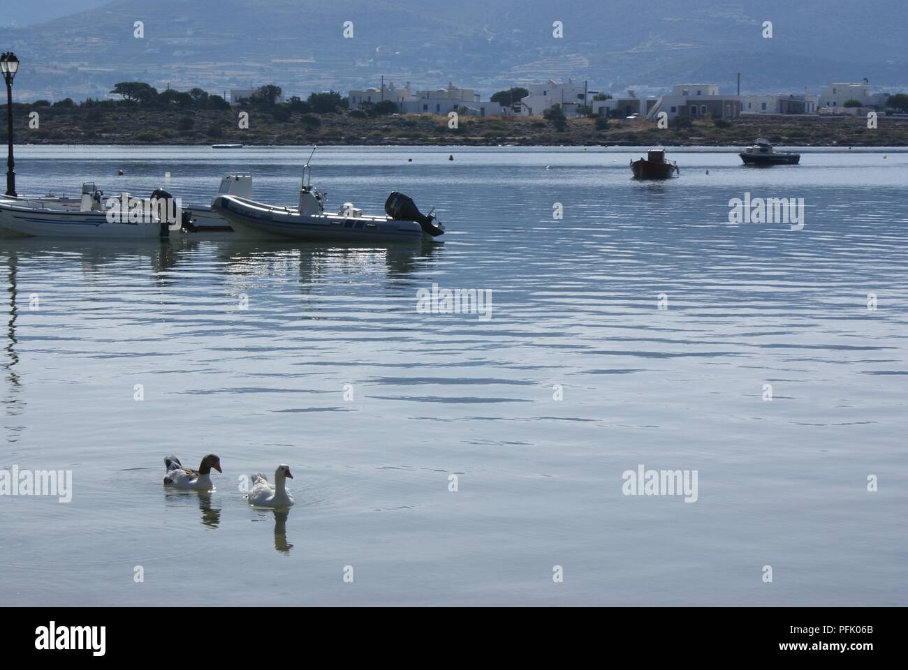 Greece, the quiet islan of Antiparos. The calm millpond like sea, with ducks and boats Stock Photo