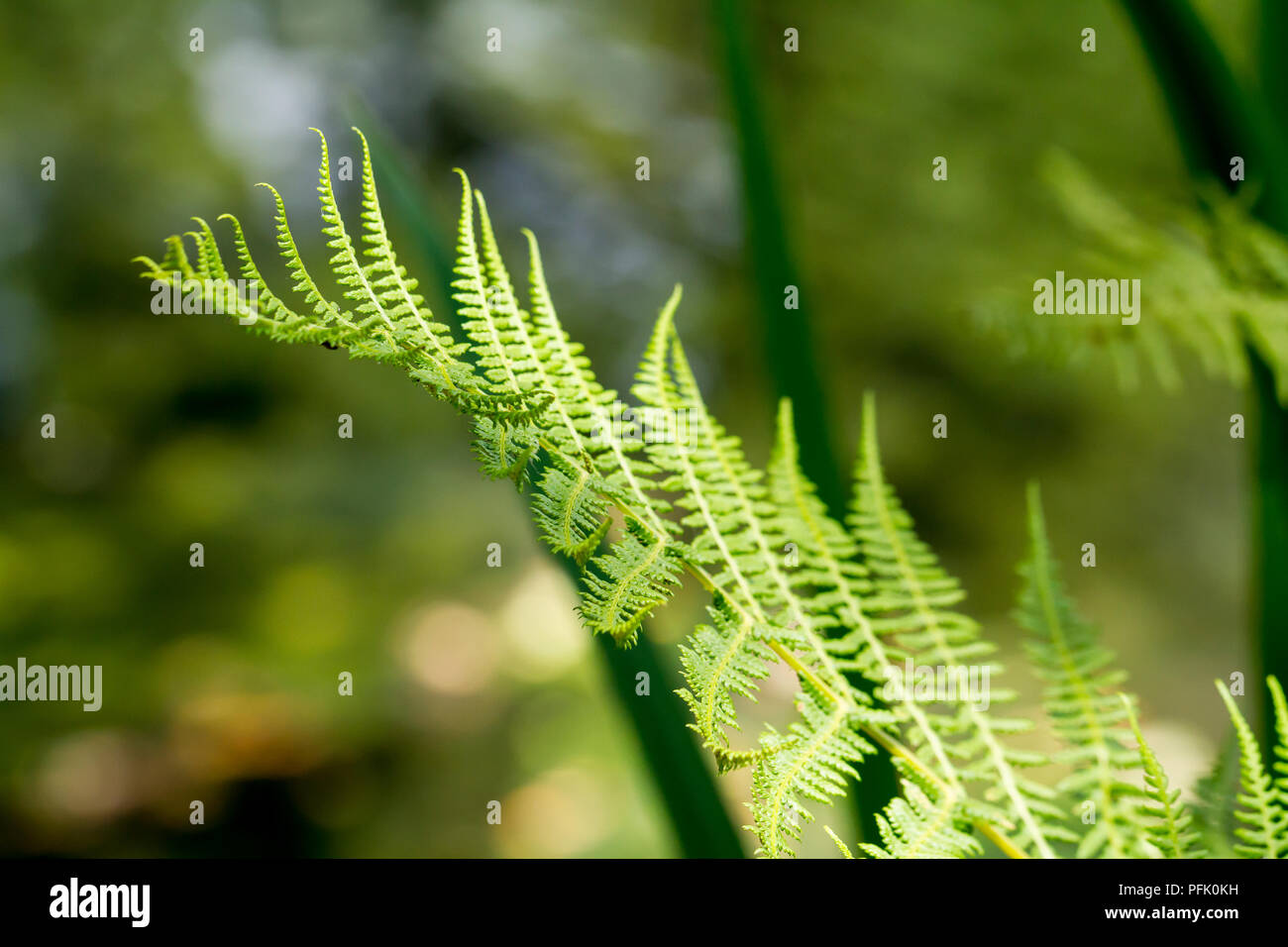 Pteridium aquillinum, fern close up, Hampshire, UK Stock Photo