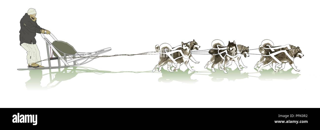 Digital illustration of man and equipment pulled on sledge behind team of Husky dogs Stock Photo