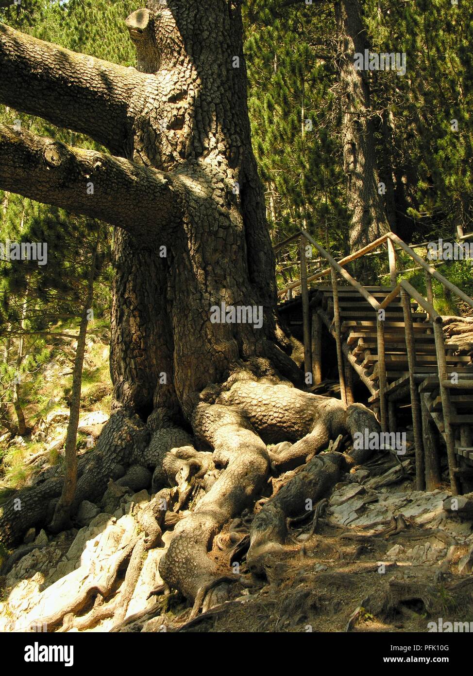 Bulgaria, Pirin National Park, Baikousheva Mura, roots and trunk of Bosnian Pine, Bulgaria's oldest tree Stock Photo