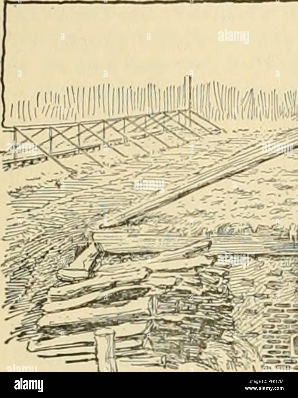 . Cyclopedia of farm crops. Farm produce; Agriculture. d16 SWEET-POTATO SWEET-POTATO be planted out in moist weather the same way as plants, and in a favorable &quot;season&quot; appear to leaf and root almost as well as rooted slips. The roots should be bedded in the hotbed a month or six weeks previous to planting time. In the latitude of Washington, where planting begins May 10, the roots should be planted in the hotbed about April 1 to 10. Usually in the first two weeks in April there is a warm-wave which hurries out the peach blossoms, and these are followed a week later by. Please note t Stock Photo