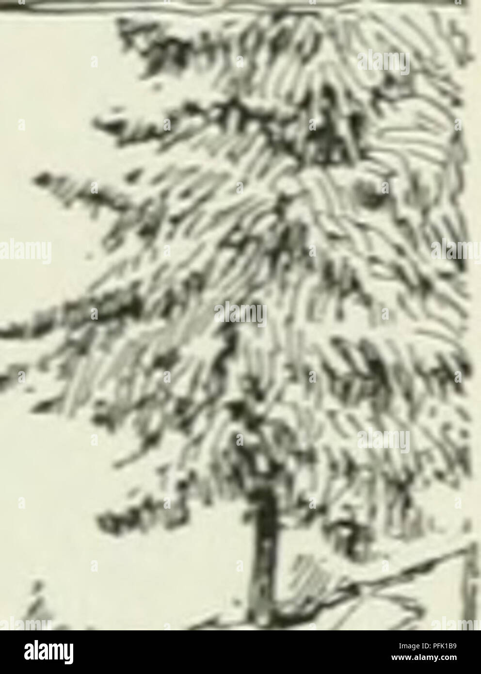 . Cyclopedia of farm crops : a popular survey of crops and crop-making methods in the United States and Canada. Agriculture -- Canada; Agriculture -- United States; Farm produce -- Canada; Farm produce -- United States. â k k. Please note that these images are extracted from scanned page images that may have been digitally enhanced for readability - coloration and appearance of these illustrations may not perfectly resemble the original work.. Bailey, L. H. (Liberty Hyde), 1858-1954. New York : Macmillan Stock Photo