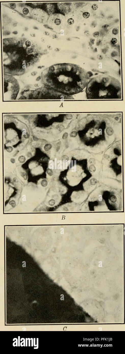 . Cytochemistry: a critical approach. Cells. . Please note that these images are extracted from scanned page images that may have been digitally enhanced for readability - coloration and appearance of these illustrations may not perfectly resemble the original work.. Danielli, J. F. (James Frederic), 1911-. New York Wiley Stock Photo