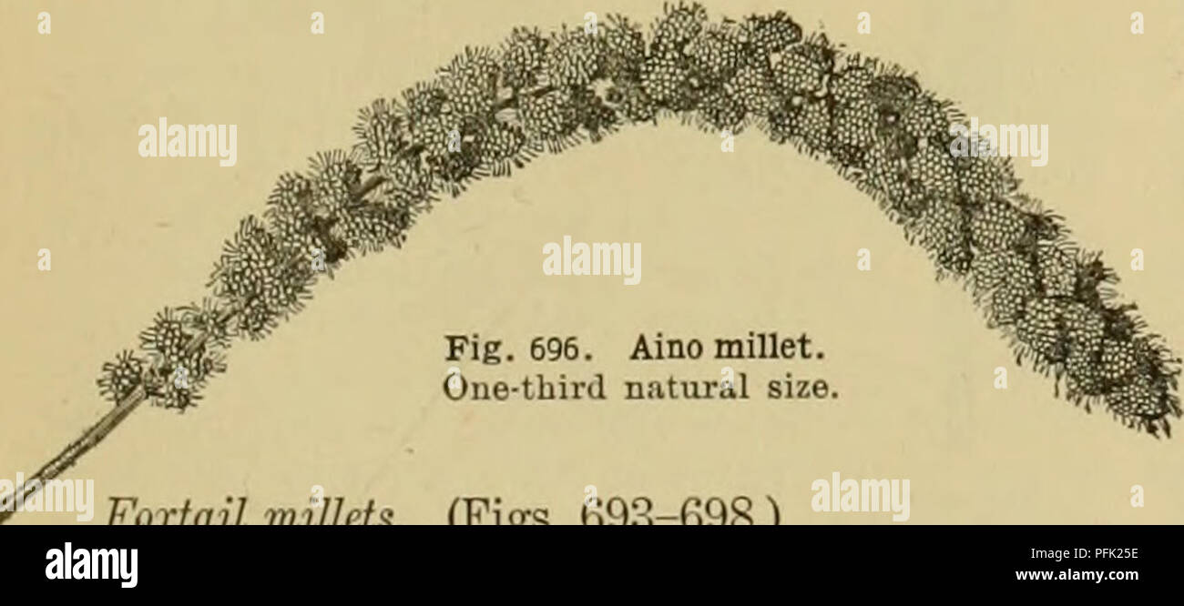 . Cyclopedia of farm crops. Farm produce; Agriculture. Fig. 693. Fig. 694. Red Siberian CommonmiUet. About three- miUet. fourths natural size. Fig. 695. German miUet. About one- half natural size.. Foxtail millets. (Figs. 693-698.) The seeds of these millets are closely compacted into a club head, varying much in size, and either cylindrical or tapering at one or both ends. Ac- cording to the most common classification, there are two principal sub-groups of the foxtail millets, separated chiefly on the basis of the size of head, and which may be called the large or common millets, and the smal Stock Photo