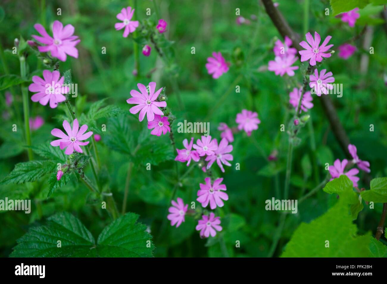 Silene dioica (Red campion), purple wildflowers, close-up Stock Photo