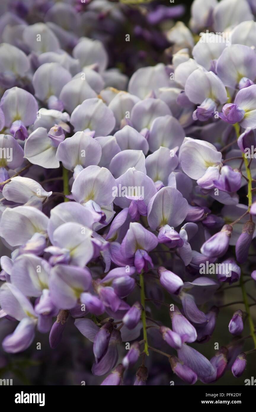 Purple wisteria, closeup Stock Photo Alamy