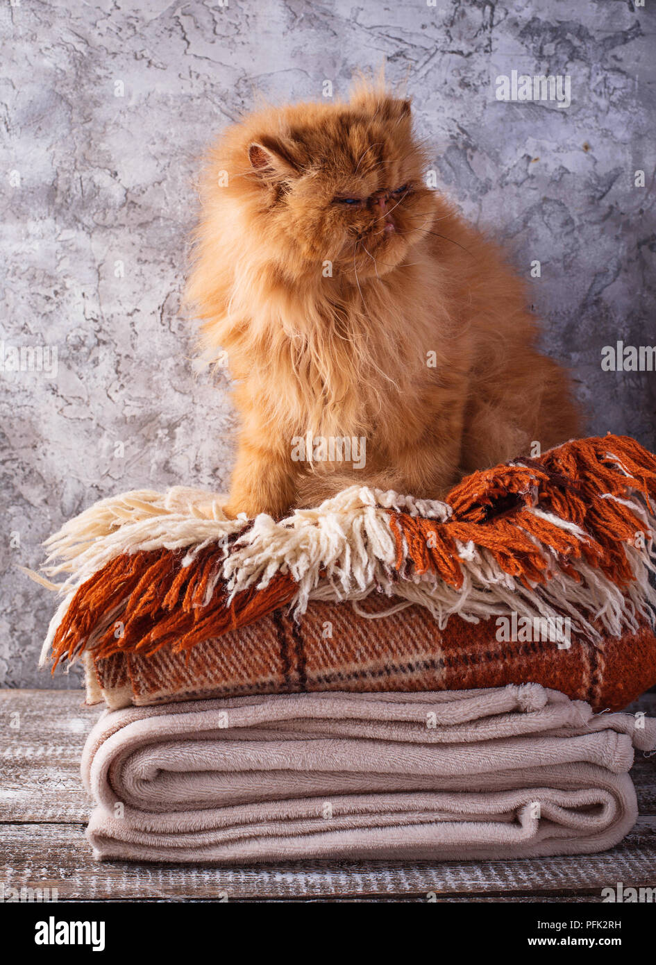Red cat sitting on a stack of blankets Stock Photo