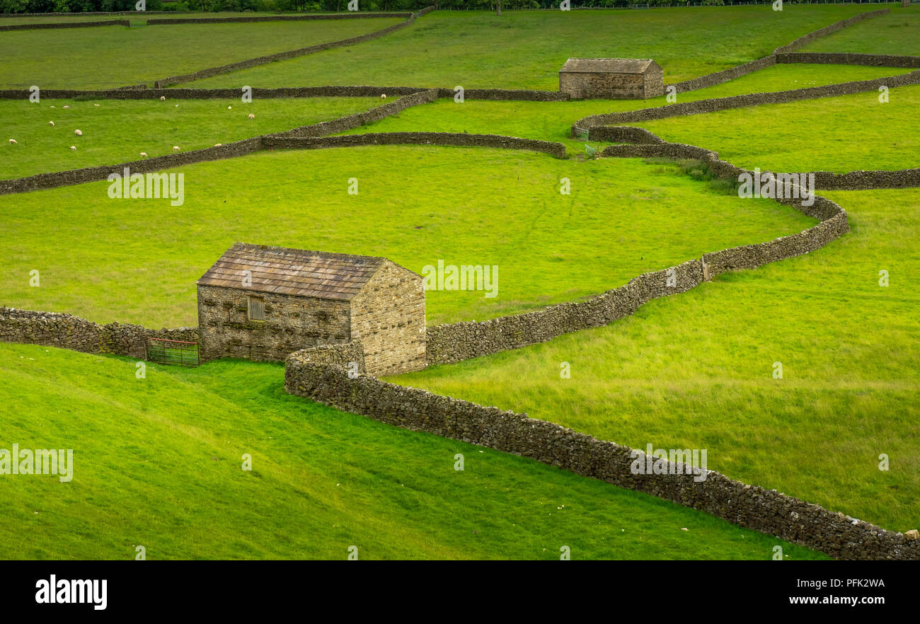 Swaledale in the Yorkshire Dales National Park Its upper parts are particularly striking because of its large old limestone field barns , stone walls  Stock Photo