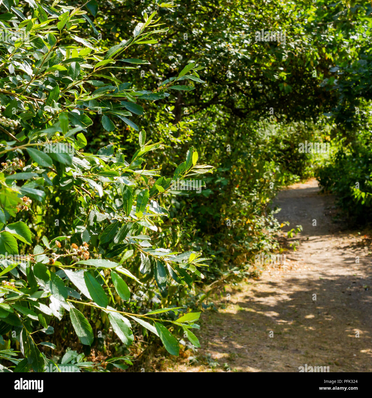 Pathway leading through woodland, Turbary Common, Dorset, UK Stock Photo
