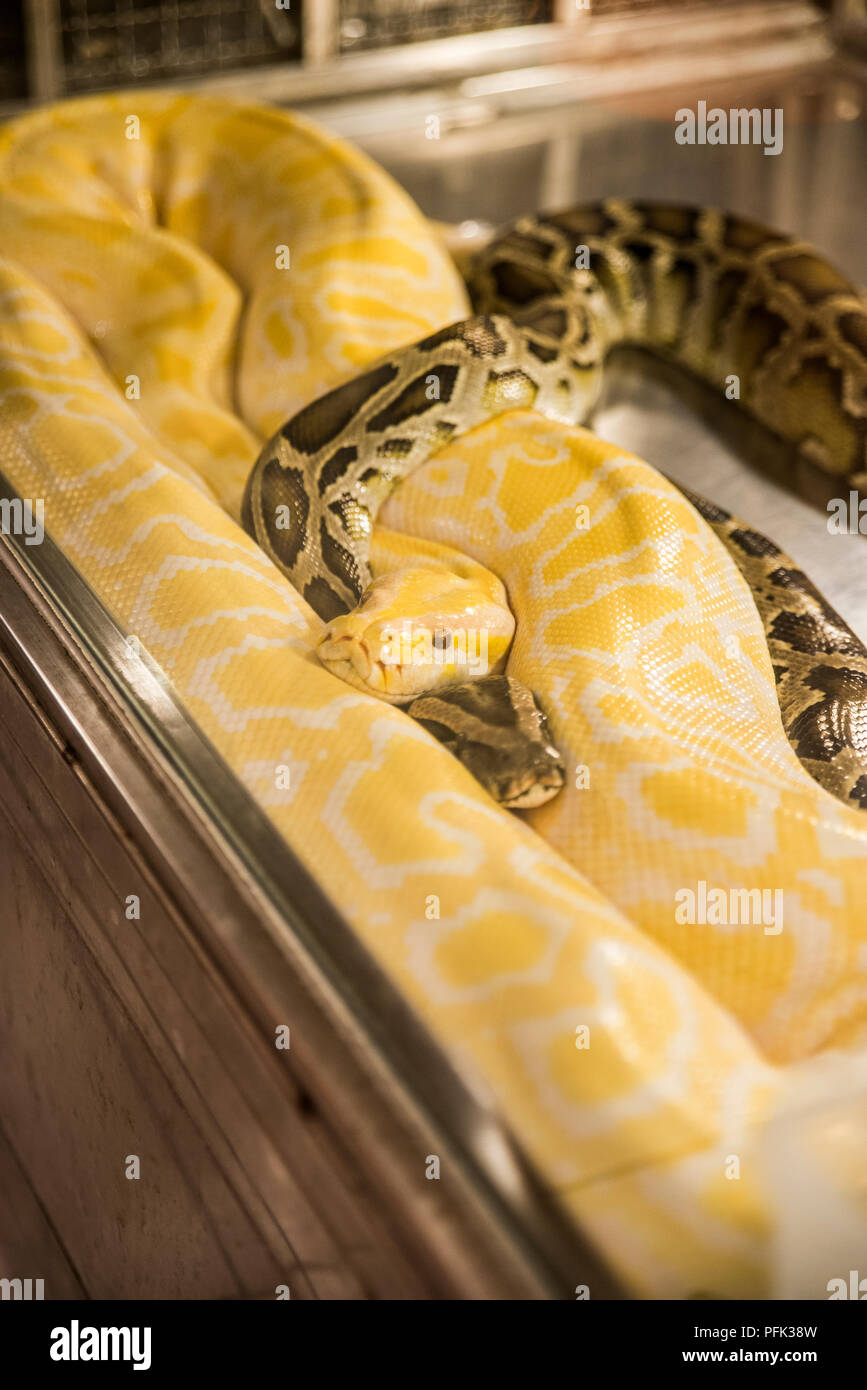 Snakes at Huaxi street night market, Snake Alley, Taipei Stock Photo