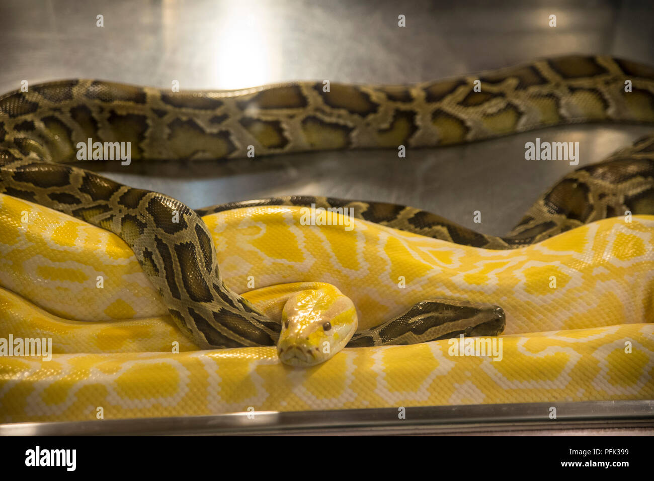 Snakes at Huaxi street night market, Snake Alley, Taipei Stock Photo