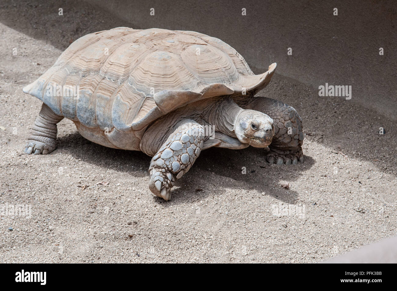 Some of the Zoos oldestand slowestresidents are the Galpagos tortoises. The Galapagos tortoise or Galapagos giant tortoise is a tortoise Stock Photo