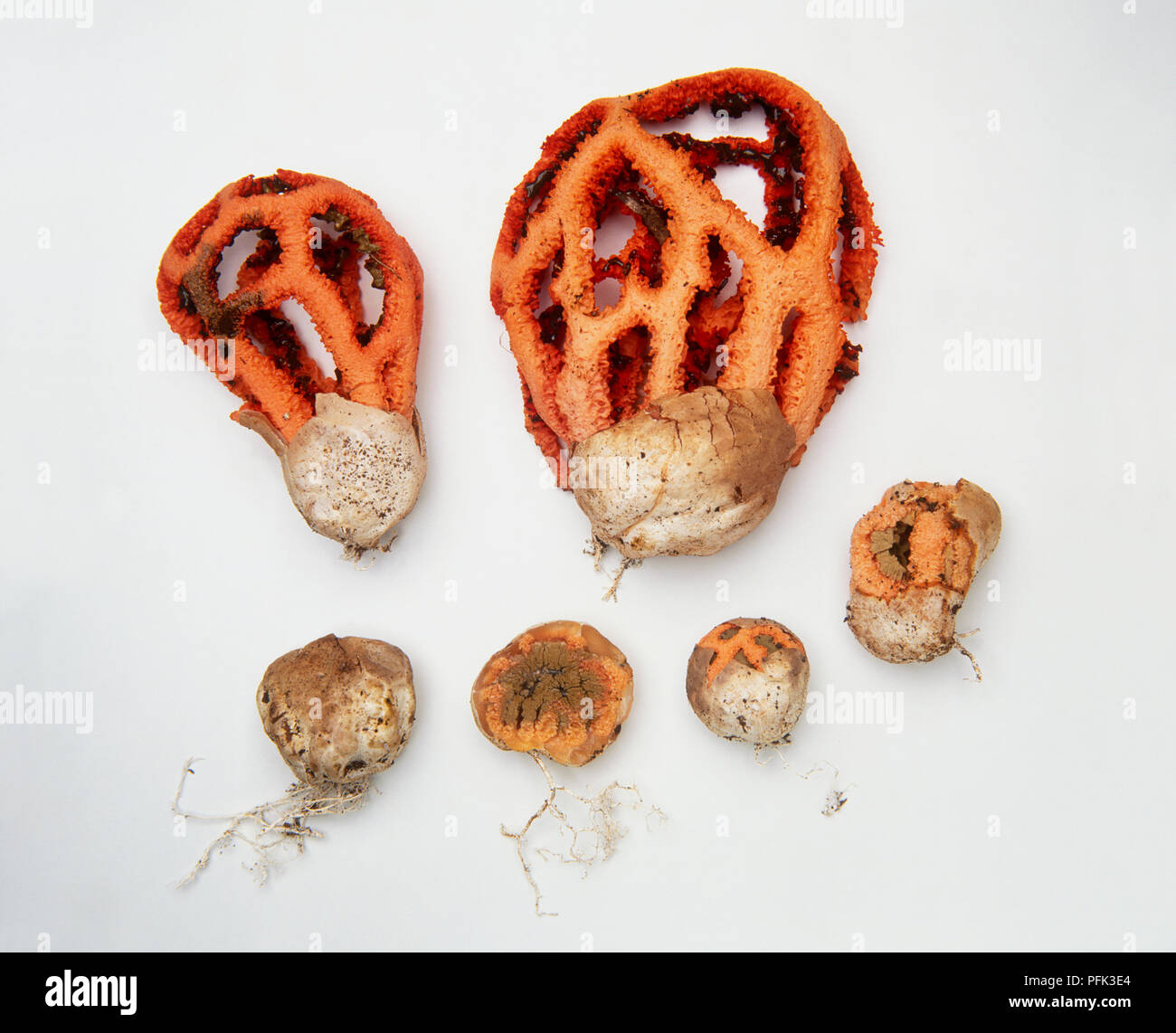 Various views of Clathrus ruber (Red cage fungus) showing fungus emerging from egg Stock Photo