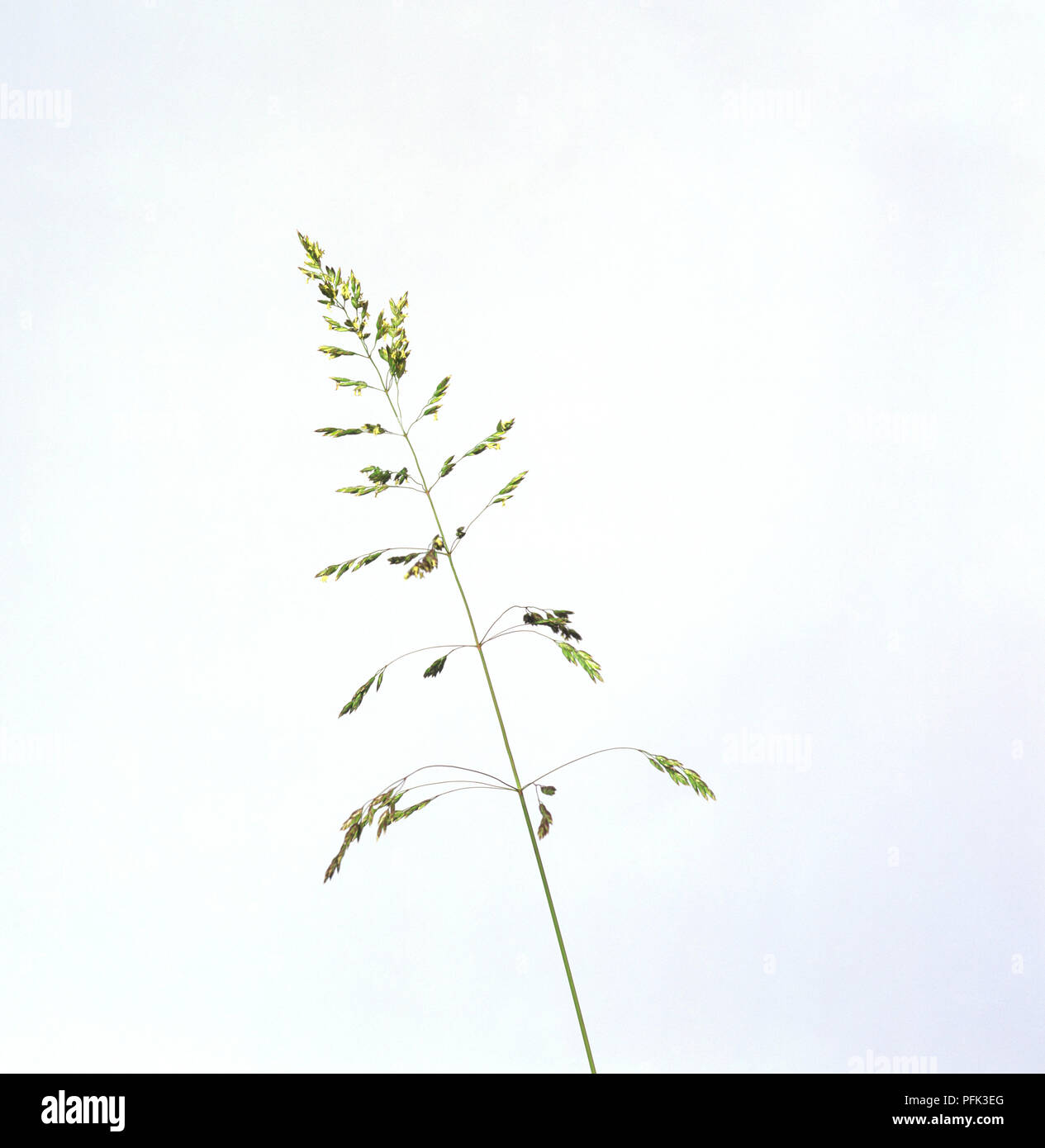 Stem from Poa palustris (Swamp meadow grass), close-up Stock Photo