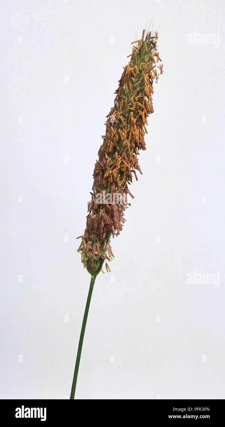 Phleum pratense (Timothy grass), seedhead Stock Photo