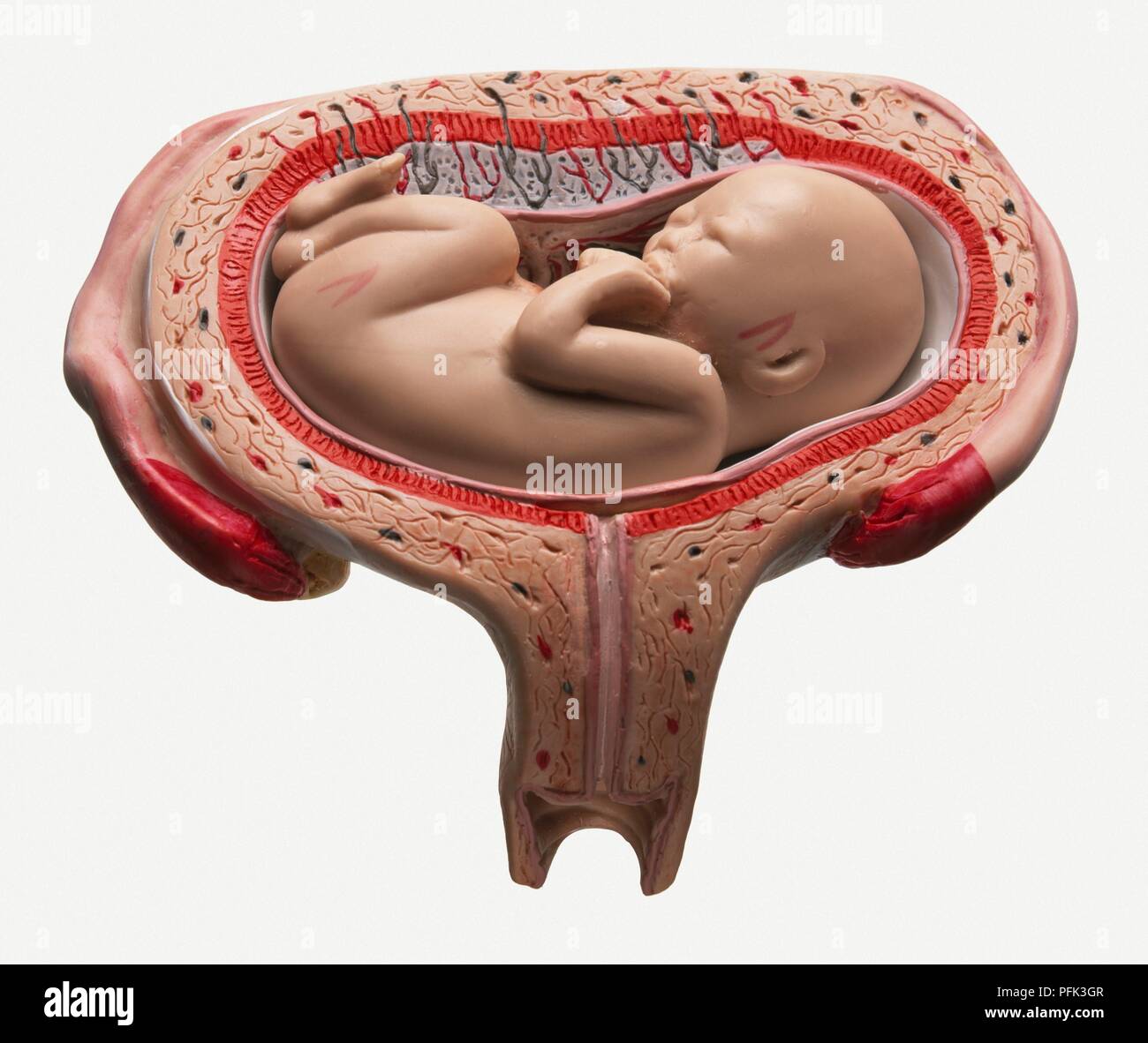 Model of human foetus in womb at 16 weeks Stock Photo