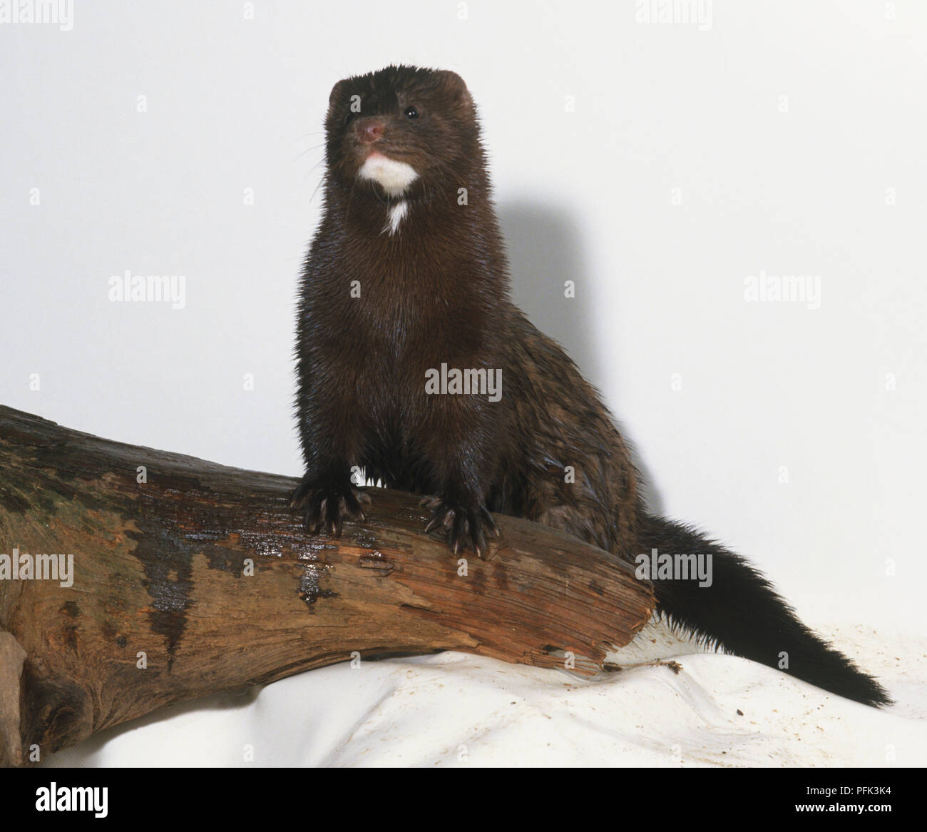 Mustela vison (American mink). Family Mustelidae. Stock Photo