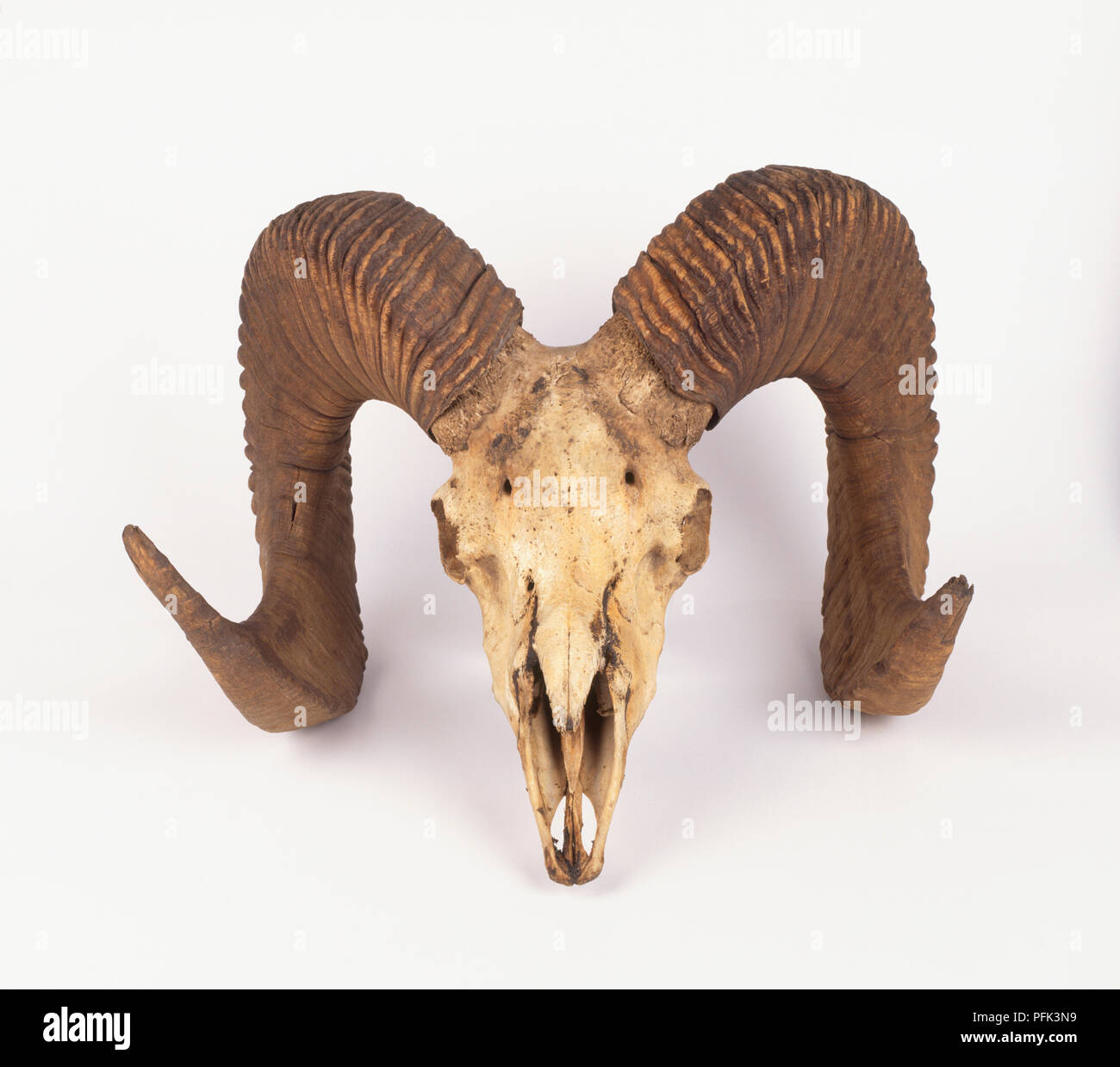 Ovis Ammon Keyword Search Science Photo Library