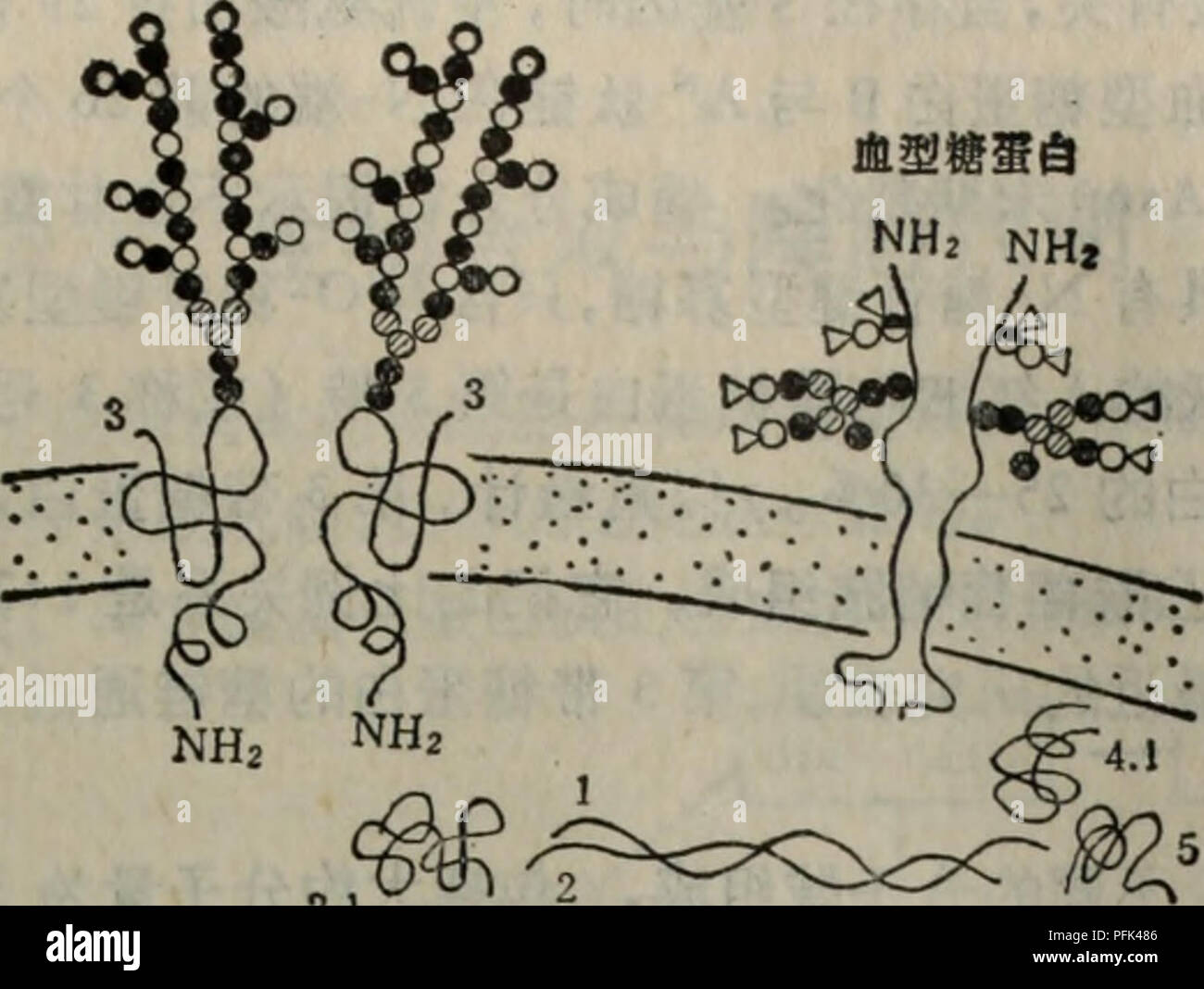 Dai Xie Tang Dan Bai Yu Dan Bai Ju Tang Jie Gou Gong Neng He Dai Xie Botany E Ac Ec Nhi Nh Nh2 Nh2 A 28 Aººcº C Eiae Ce Ac Ec E 3caee A A Glcnac