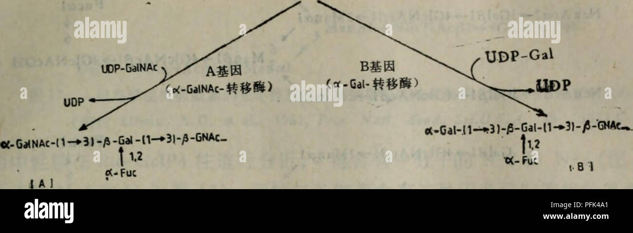 . dai xie tang dan bai yu dan bai ju tang jie gou gong neng he dai xie. botany. IHl. gl4????????1?????Le*?Leb,H, A?B????????: ??2?? /5-Gal-l1—M-/5-GNAC (XIV??. Please note that these images are extracted from scanned page images that may have been digitally enhanced for readability - coloration and appearance of these illustrations may not perfectly resemble the original work.. xun ce mo han qing. ke xue chu ban she Stock Photo