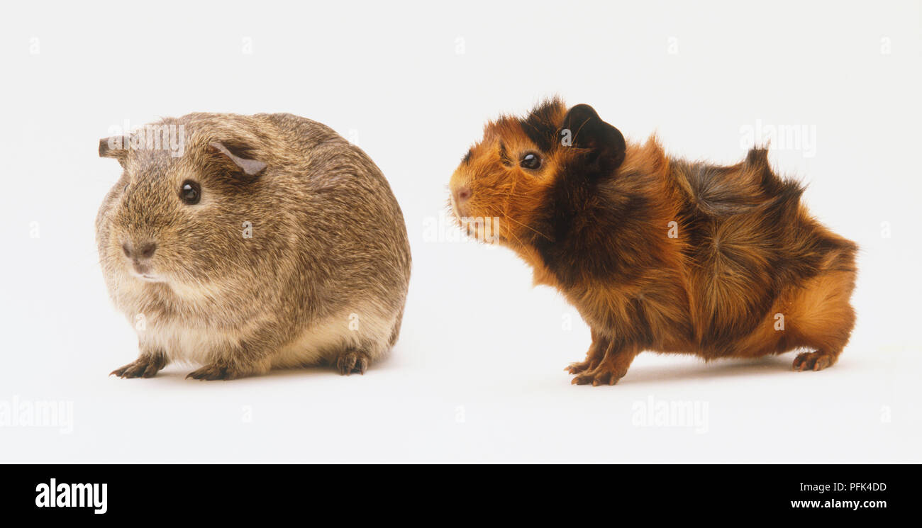 English shorthair guinea pig hot sale