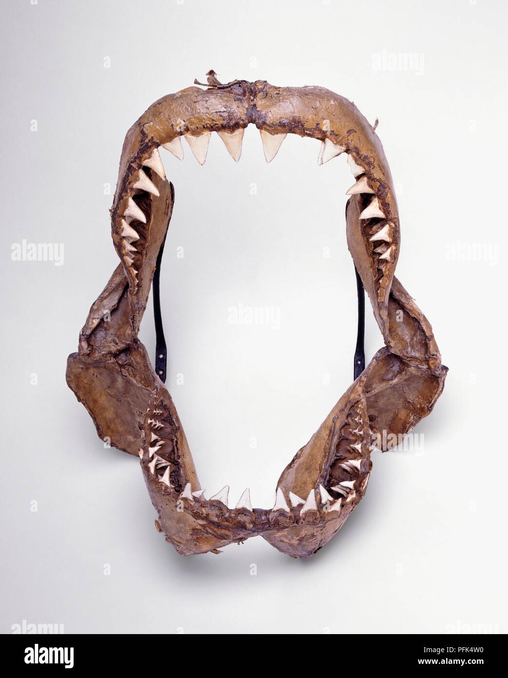 A shark's jaws Stock Photo - Alamy