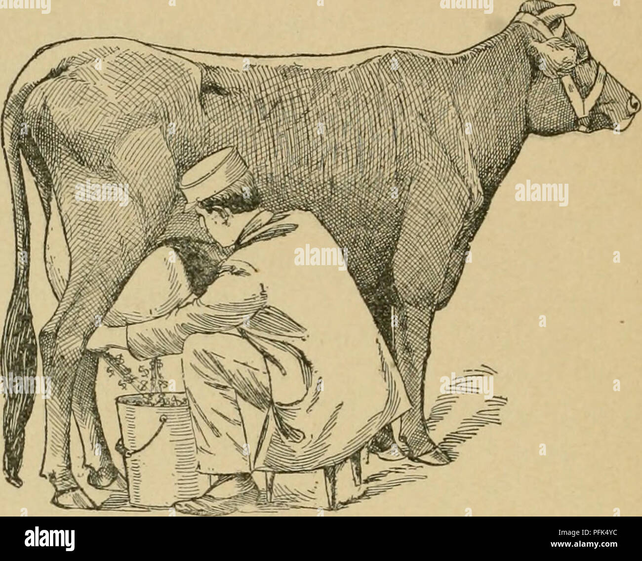 . Dairy fortunes. Dairying. 38 DAIRY FORTUNES.. This is a fair engraving of my cow, Carmena, that produced 10,741 pounds of milk in one year, which churned 859^ pounds of butter, that averaged fully 85 per cent. fat. No churning was done at a tem- perature above 57 degrees. Another year's record in de- tail of this cow is given on opposite page—No. i. Her milk was tested regularly and carefully and the test cor- responded very closely to the product of the churn. I have been offered $1,000 for her and $150 for one of her calves when it was six weeks old. She had only ordi- nary care when she p Stock Photo